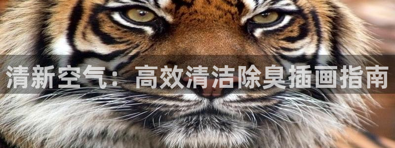 尊龙新版app首页：清新空气：高效清洁除臭插画指南