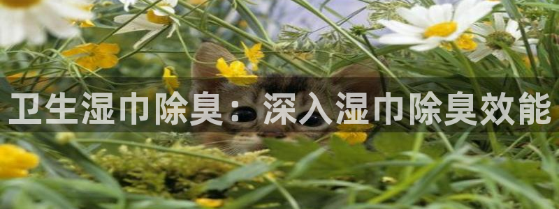 尊龙ag旗舰厅登录 租车app下载：卫生湿巾除臭：深入湿
