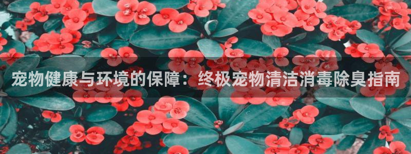 尊龙传奇英文怎么写：宠物健康与环境的保障：终极宠物清洁消