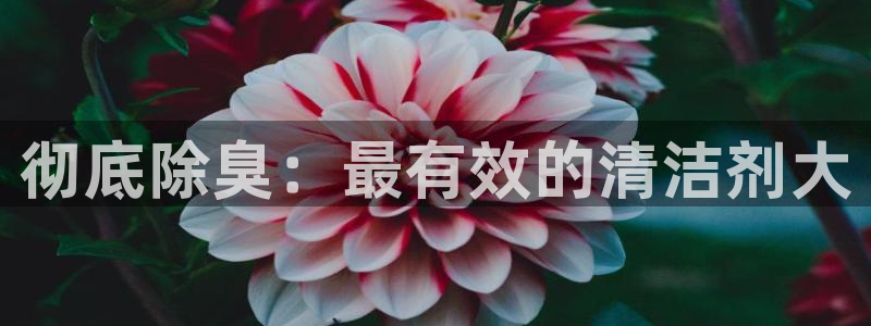 尊龙 ag：彻底除臭：最有效的清洁剂大